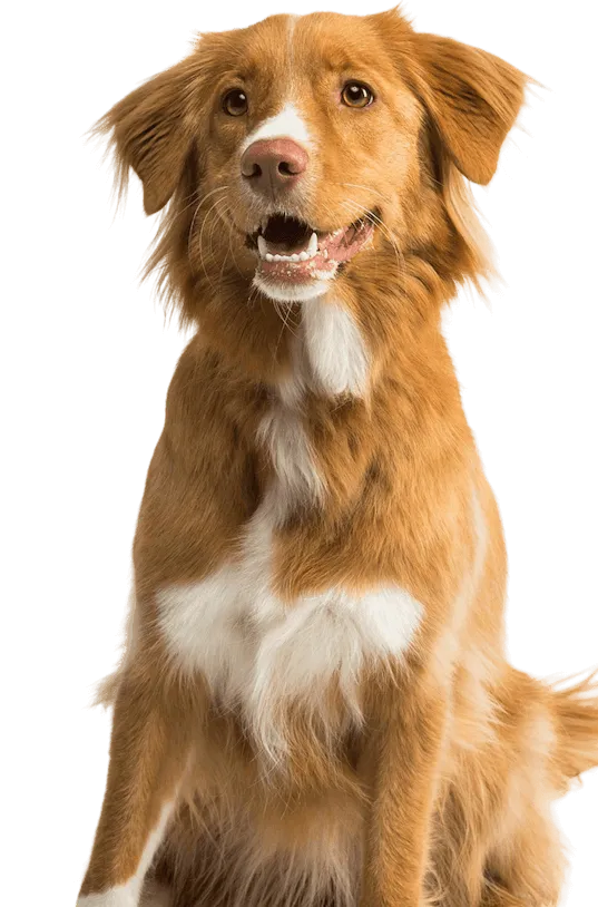 Contact Dog