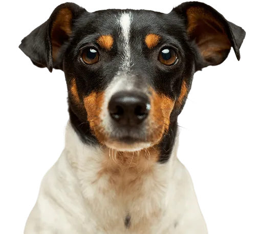 Freundlicher Hund als Illustration für die Canity App